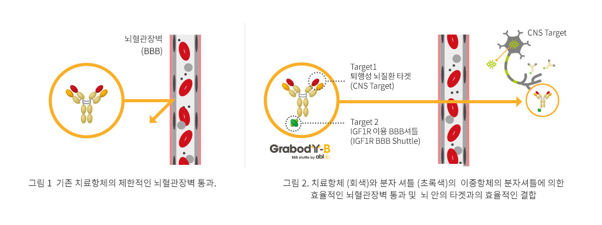 기존 치료항체의 제한적인 뇌혈관장벽 통과와 Grabody-B 이중항체의 통과 비교 도해