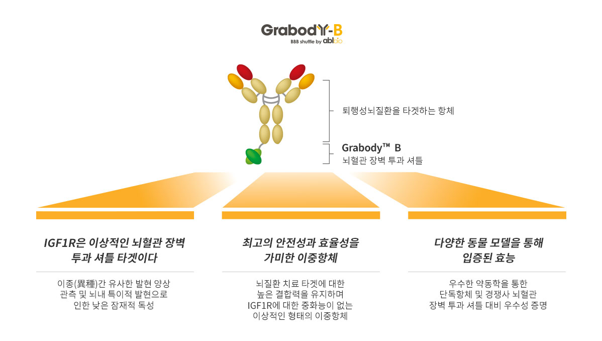 Grabody-B 구조도. 퇴행성뇌질환 표적 항체에 IGF1R 기반 BBB 셔틀을 결합한 이중항체